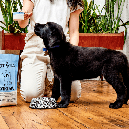 Splatter Small Pet Bowl